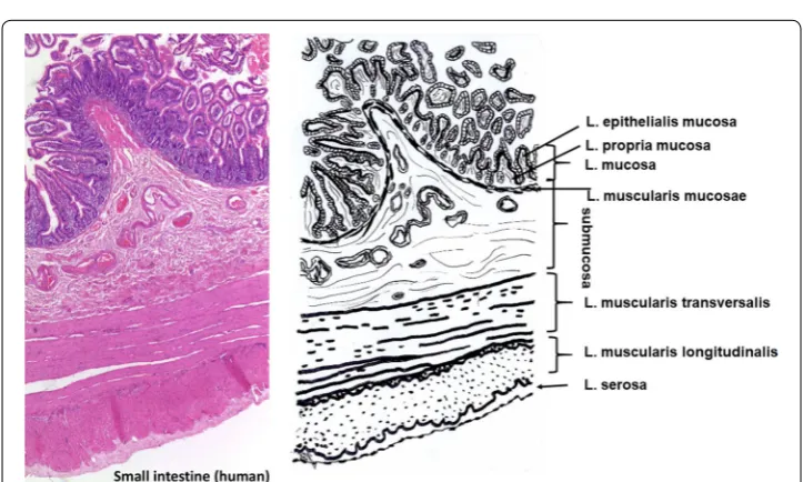 Fig. 2 Histological cut (left) of human pericardium and corresponding drawing. During processing only the P