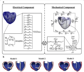 Fig. 1 3D models of ventricular tissue.  (V (I (I Capulmonary vein resistance  (Rcurrent  (I (R Nacoupled by the  Caa Schematic diagram of the electrical and mechanical components 2+ transient