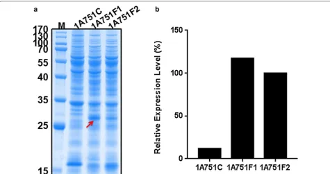 Fig. 2 Comparison of rhFGF21 gene expression with different promoters. a SDS-PAGE analysis of rhFGF21 expressed in the cytoplasm of B