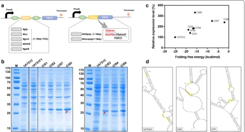 Fig. 3 Comparison of improvement efficiency of different mini-cistron cassettes. (pMATEFc2), CIS3 (pMATEFc3), CIS4 (pMATEFc4), CIS5 (pMATEFc5), CIS6 (pMATEFc6) and CIS7 (pMATEFc7)) and their TCP expression in following 24 h incubation
