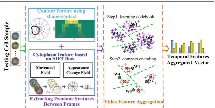 Fig. 1 The pipeline of the proposed video feature aggregation (VFA) to analyze temporal dynamics of cells