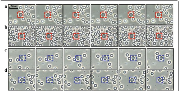 Fig. 2 Samples from live-cell video datasets arranged in rows. The frames in different columns are extracted from certain videos at the fixed time interval of 3 s