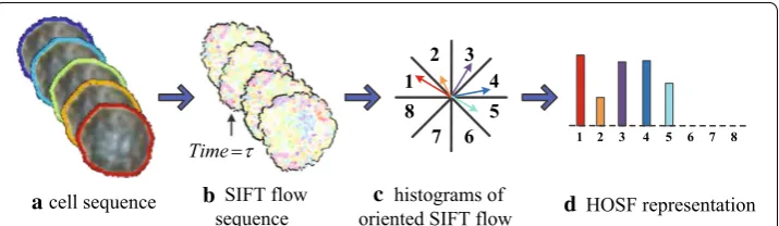 Fig. 4 The illustration for histograms of oriented SIFT flow (HOSF). After constructing the movement field (or the appearance change field), the constructed field is binned in terms of their primary angle from the horizontal axis and weighted according to its magnitude (or appearance difference)