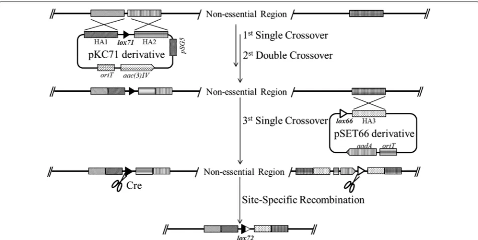 Fig. 3 Strategy for construction of large‑deletion mutants by optimized Cre/loxP system