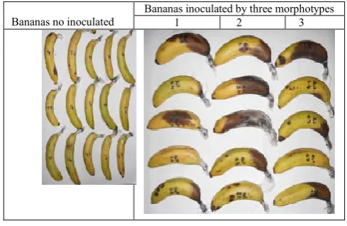 Figure 1. White fungal colonies at the end of banana fingers treated after 48 hours of storage 