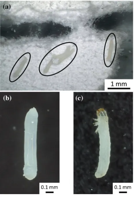 Fig. 3 Illustration of the bamboo piece with a hole for inoculation(not visible in the photograph) and aligned holes on the outer surfaceas location references