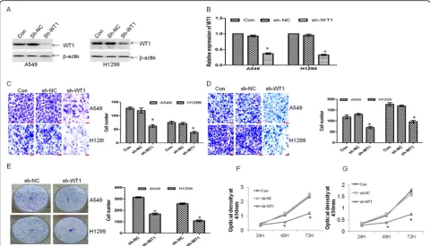Fig. 4 Knockdown of WT1 resembles the anti-metastasis activity by miR-193a. A549 and H1299 cells were transfected with specific shRNA forNC or sh-WT1