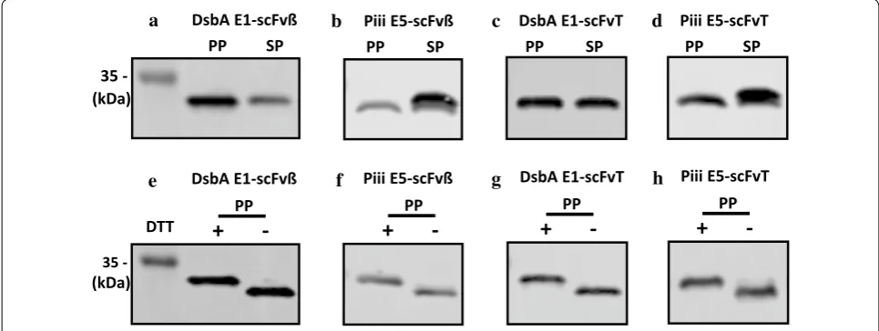 Fig. 4 Western blot analysis of the periplasm (PP) and spheroplast (SP) samples from shaker flask induction