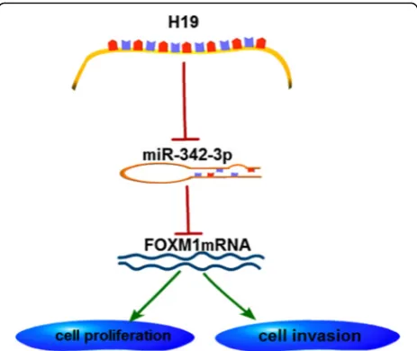 Fig. 8 Model for H19-regulating FOXM1 by acting as a ceRNA