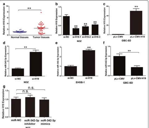 Fig. 1 Expression of H19 in GBC and its effect on miR-342-3p. a Expression of H19 in 35 pair samples of GBC and adjacent normal tissues.The expression of H19 was normalized to GADPH, differences between GBC tissues and normal gallbladder tissues were compa