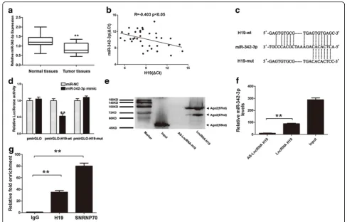 Fig. 2 MiR-342-3p was a target of H19. a Expression level of miR-342-3p in pair samples of GBC and normal tissues was detected by qRT-PCR(n = 35, P < 0.05)