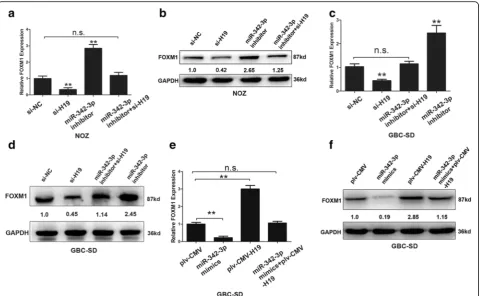 Fig. 3 H19 modulated expression of endogenous miR-342-3p targeting FOXM1. a-b The mRNA levels and protein levels of FOXM1 in NOZ cellstransfected with si-NC, si-H19, miR-342-3p inhibitor, and si-H19 + miR-342-3p inhibitor