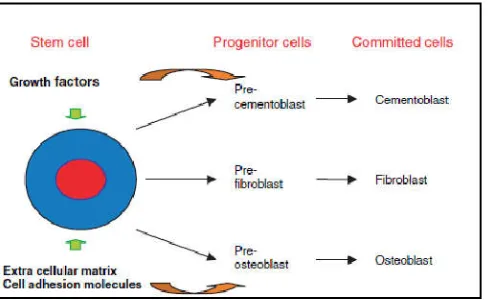 Table 1.  Tissue engineering approaches in periodontics  