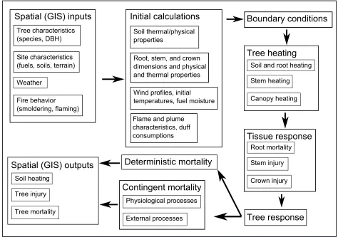 Figure 1.  A conceptual diagram of the sequential linkages between the physical and biological processes contributing to fire-induced tree mortality.