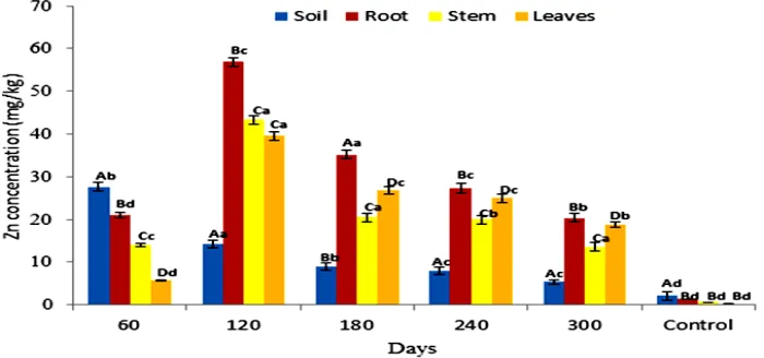 Fig. 8. Accumulation of Zn concentration in soil and P. fruticose root, stem and leaf on all the harvesting days