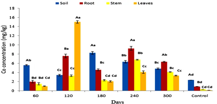 Fig. 1. Accumulation of Co concentration in soil   and P. fruticose root, stem and leaf on all the harvesting days