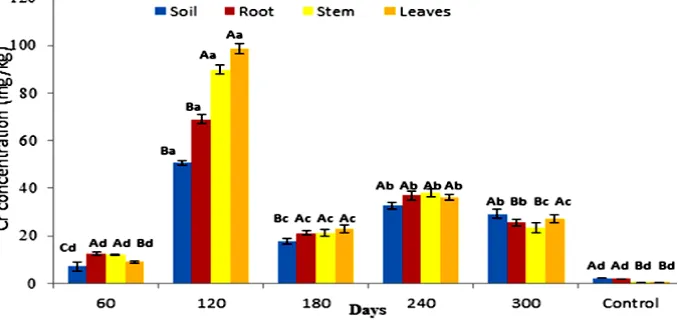 Fig. 2. Accumulation of Cr concentration in soil   and P. fruticose root, stem and leaf   on all the harvesting days