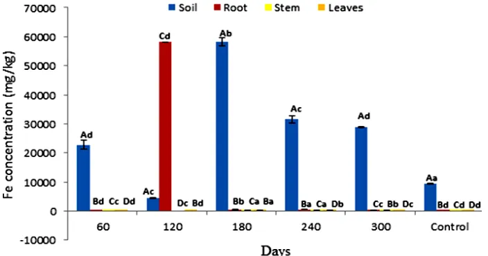 Fig. 4. Accumulation of Fe concentration in soil and P. fruticose root, stem and leaf   on all the harvesting days
