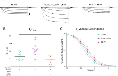 Figure 3.5 Increased HCN2 channel SUMOylation augments IhIh was measured in Hek-HCN2 cells transiently transfected with either mCherry (control),  Gmax mCherry+SUMO+Ubc9, or mCherry+SENP1