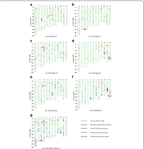 Fig. 2 Haplotype maps of genetic background profiling of improved Jin 23B using the RICE6K array