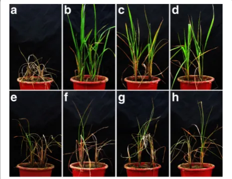Table 1 The tillering resistance of different genotype of Bph3, Bph14, Bph15, Bph18, Bph20 and Bph21 conferring to BPH 17 DAI and25 DAI