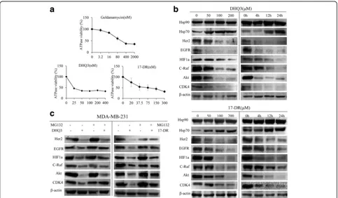 Fig. 6 DHQ3 and 17-DR induced the degradation of Hsp90 client proteins.assessed by western blot.200 a Hsp90 ATPase activity at different concentrations of GA, DHQ3 and17-DR were tested by the malachite green-phosphate and ammonium molybdate method