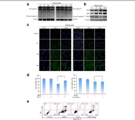 Fig. 4 DHQ3 induced necroptosis in MDA-MB-231 cells.DHQ3 for 24 h and treated with primary antibodies overnight at 4 °C