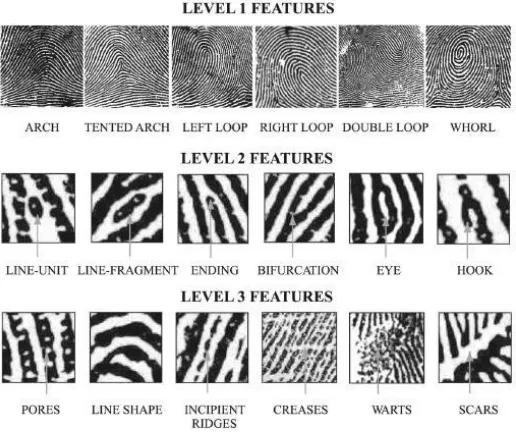 Fig  1.1: Fingerprint features at Level 1, Level 2 and Level 3 termination, etc. These regions are broadly classified into arch, loop, and whorl