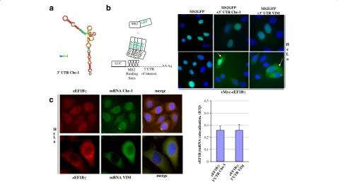 Fig. 2 eEF1Bγ co-localizes with specific mRNAs a The human Che-1 3′ UTR was folded according to the computer algorithm of Zuker and Stieglerto yield a structure of minimum free energy [65]