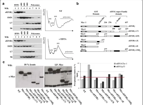 Fig. 3 Characterization of the eEF1Bγ mRNA binding property a Polysome profiles of HeLa cells by sedimentation velocity through sucrose density