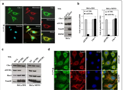 Fig. 4 Che-1 mitochondrial localization and impact of eEF1Bγ depletion a Co-localization of endogenous Che-1, performed using the anti-Che-1rat polyclonal antibody (green), and MitoTracker®-Red, which stains mitochondria, in HeLa cells