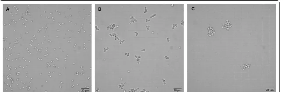 Fig. 1 Light microscopy images taken from shake flask experiment at induction time of 11 h