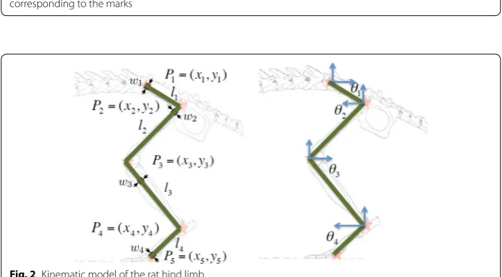Fig. 1 a Example of marks placed on the skin of the hind limb of a laboratory rat, and b the binary image corresponding to the marks