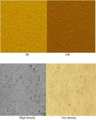 Figure 1- serum starved cells, cell density and control.  