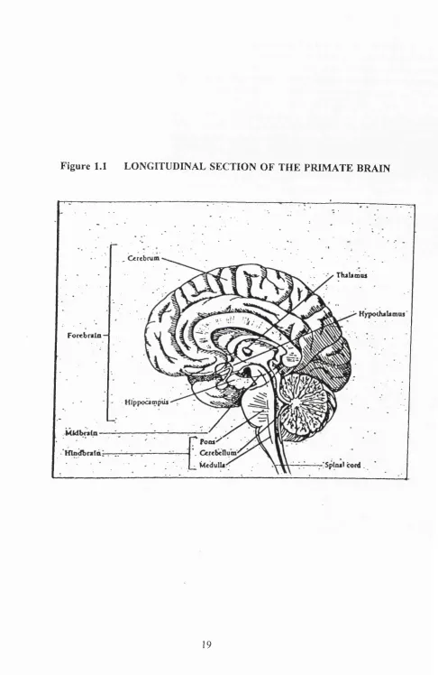 Figure 1.1 LONGITUDINAL SECTION OF THE PRIMATE BRAIN
