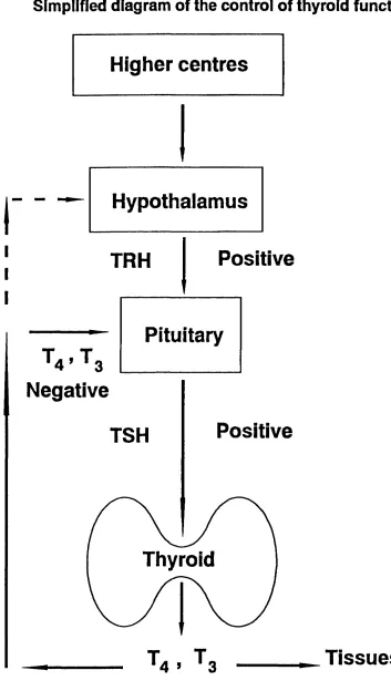 Figure 1.3Simplified diagram of the control of thyroid function