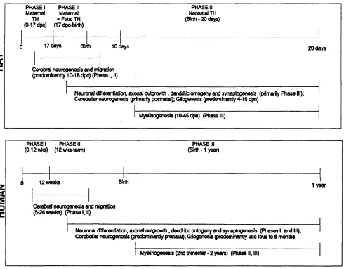 Figure 1.4Brain Neurological Development In Relation to Thyroid Hormones In Rat and Human