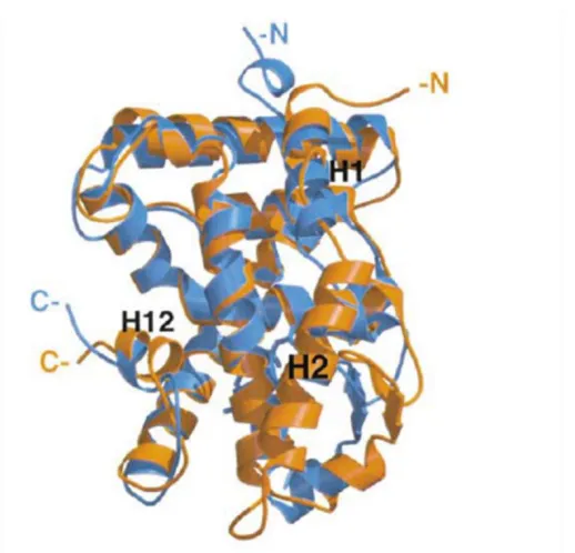 Figure 1.3. Overlay of LRH-1 onto Retinoid X Receptor (RXR). LRH-1 (orange) shares many topological features with RXR (blue), but notable differences include an elongated Helix 2
