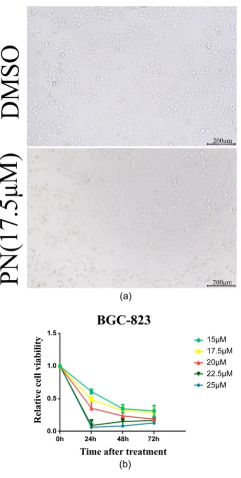 Figure 1. (a) Changes in cell morphology after PN treatment under light microscope (×200, PN/17.5 μM/24 h); (b) CCK-8 assay for PN on gastric cancer cell BGC-823 Inhibi-tion of viability