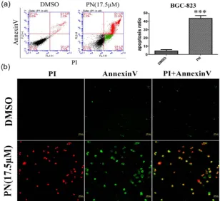 Figure 4. Annexin-V+PI double staining assay and fluorescence microscope detects the effect of PNon apoptosis in gastric cancer cell line BGC-823 (×200)