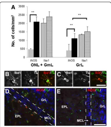 Figure 6 Density of iNOS- and Iba1-positive cells in theplexiform layer.apparent staining for iNOS is observed in a similar area in this saline-treated olfactory bulb (the mitral cell layer ((microscopy shows activated microglia with hypertrophied cellbodi