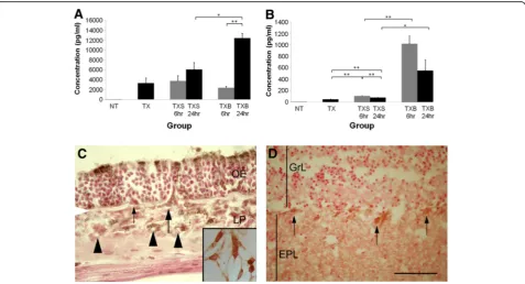 Figure 2 Measurement of interleukin-6 (IL-6; A) and tumour necrosis factor-show positive immunostaining for IL-6 with more diffuse staining in the external plexiform layer (groups of supporting cells in the apical part of the olfactory epithelium (or macro