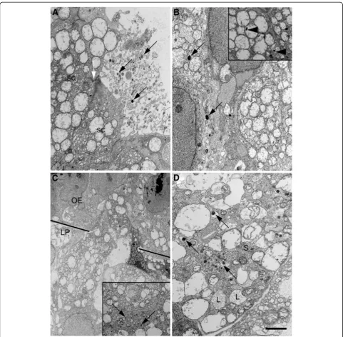 Figure 4 Ultrastructural distribution ofwithin vacuoles of supporting cells (more rarely in olfactory nerve bundles ( S