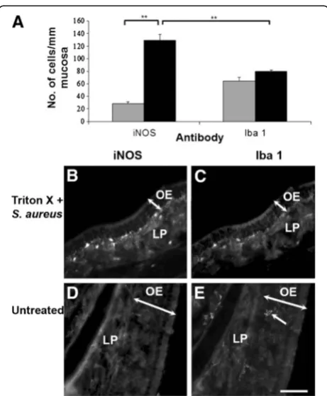 Figure 5 Density of iNOS- and Iba1-positive cells in the normalgrey bars) and bacteria-challenged (black bars) olfactorymucosa (A)