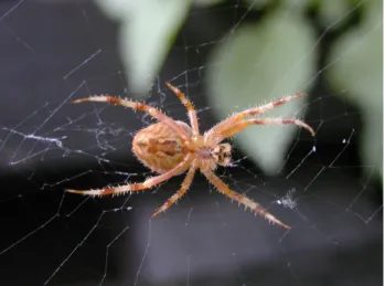 Figure 1: Pajek/Spider
