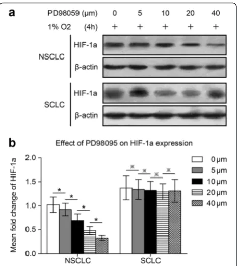 Fig. 5 PD98095 inhibits HIF-1a expression in NSCLC cells but notthe HIF-1a expression level of the NCI-H446-b subline was notaffected by the concentration changes in PD98095 (degree of inhibition occurred at a concentration of 40SCLC cells following heat t