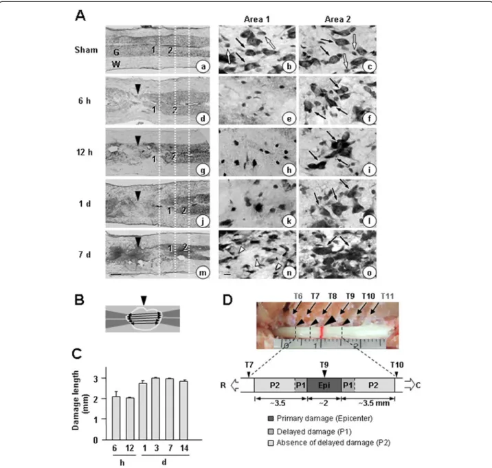 Figure 1 Time-dependent gray matter damage in the contusion-induced SCI model. Contusion insult (150 kdyn) was applied to T9 of rat spinal cords