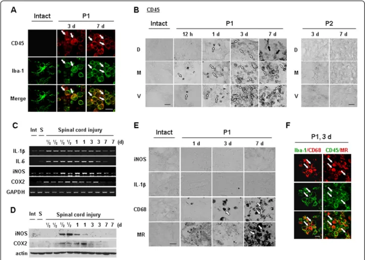 Figure 4 Iba-1 + /CD45 + cells appear and express phagocytic activity in injured spinal cords