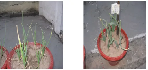 Table 3: Content of Alliin in different varieties of Garlic 