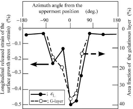 Figure 9and area fraction of G-layer in the outermost annual ring atbreast height of an inclined stem of a 23-year-old blacklocust ( shows the peripheral distributions of L strainRobinia pseudoacacia) [44]